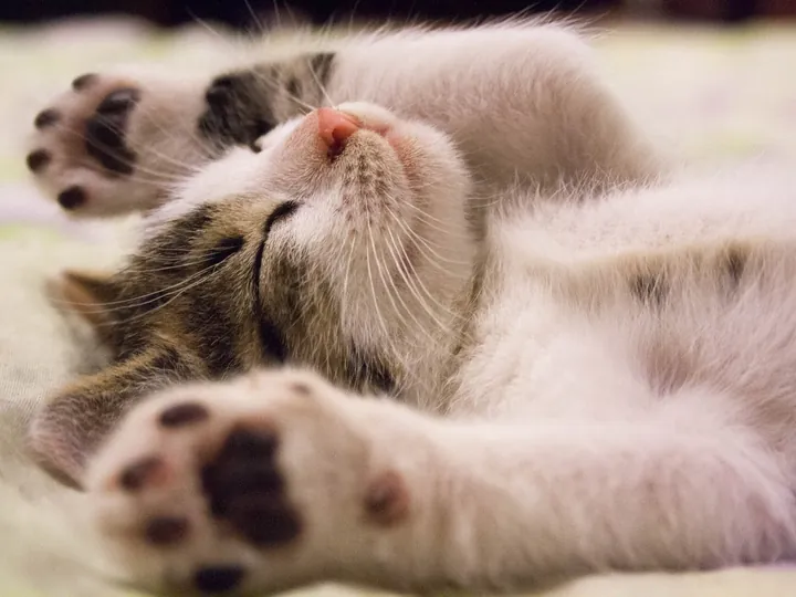 Спящий котёнок, лапки вверх